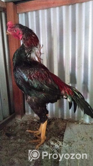 ভাল মানের অসিল ফাইটার মোরগ