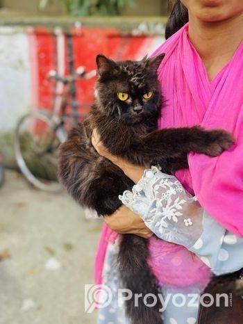 পারসিয়ান বিড়াল