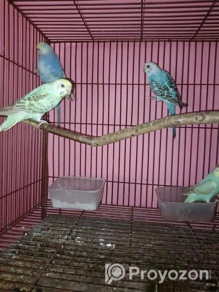 বাচ্চা সহ বাজিগর পাখি সেল