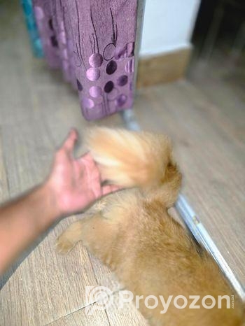 Pure Persian Dol Face