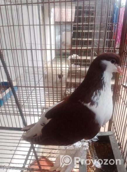 সিরাজি মাদি বিক্রি করা হবে