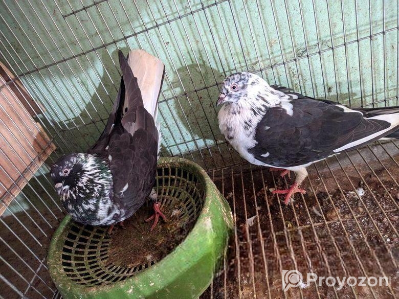 রানিং জোরা কবুতর