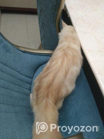 দুটো পারসিয়ান বিড়াল বিক্রি করা হবে