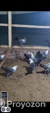 মিশরিও ফাওমি মুরগি