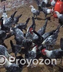 fitted-53-Copy_2025-10-30_10-29-39