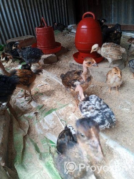 দের মাস বয়সি গলাছুলা মুরগির বাচ্চা বিক্রি করা হবে