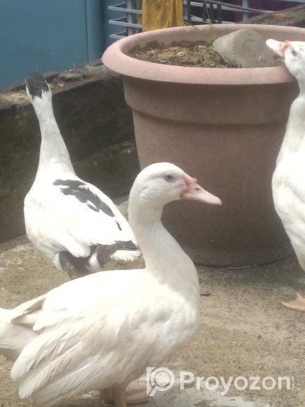 চিন হাসি