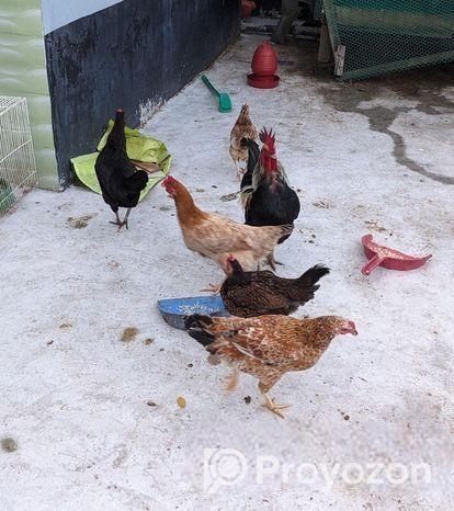 ডিম পাড়া দেশি মুরগি বিক্রি হবে