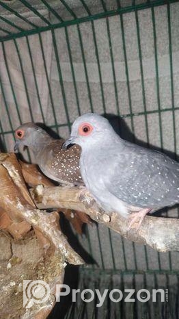 ডায়মন্ড ঘুঘু পাখি, ও বাচ্চা