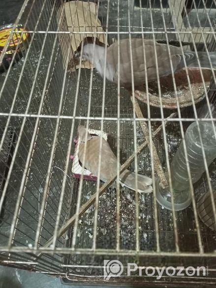 তিন জোরা অস্ট্রেলিয়ান ঘুঘু পাখি