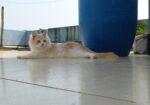 Traditional persian female cat প্রথমবার পাঁচটা বাচ্চা দিছে খা