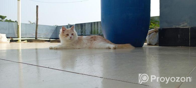 Traditional persian female cat প্রথমবার পাঁচটা বাচ্চা দিছে খা