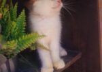 Persian Cat (male & Female)