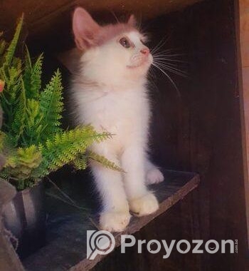 Persian Cat (male & Female)