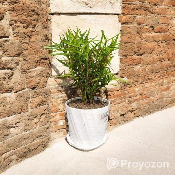 চায়না বাঁশ