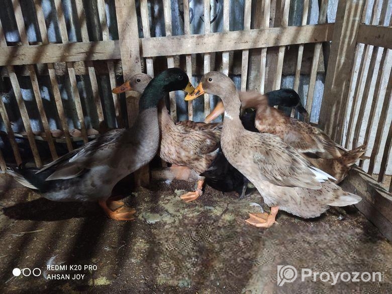 দেশি হাঁস বিক্রি করা হবে।