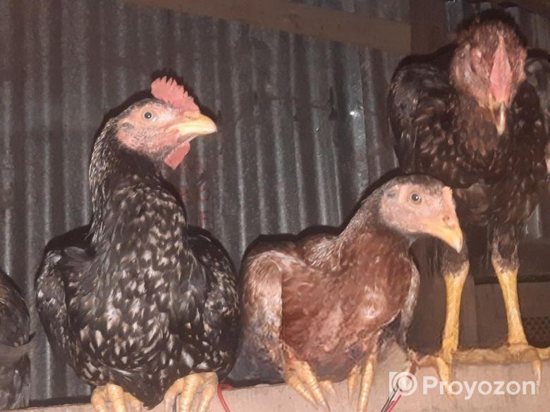 ৩ মাস বয়সের বেঙ্গাম আছে ১২পিস সব High Quality