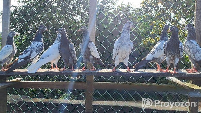 পাকিস্থানী কবুতর সেল করা হবে।