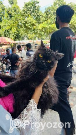 পারসিয়ান বিড়াল