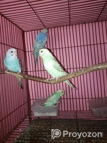 বাচ্চা সহ বাজিগর পাখি সেল