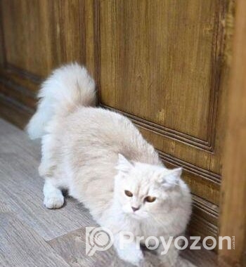 Pure Persian Dol Face