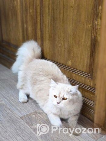 Pure Persian Dol Face