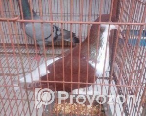 fitted-53_2025-10-27_18-55-05