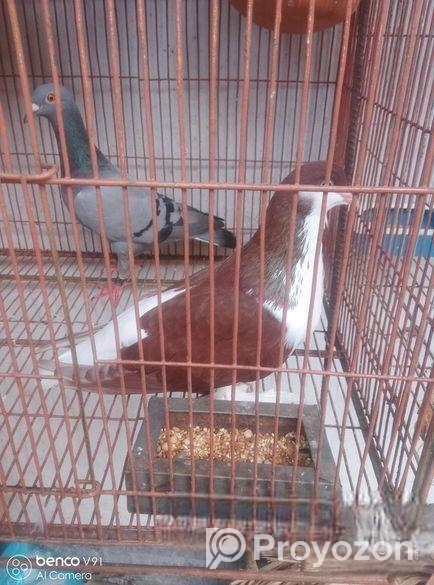 সিরাজি মাদি বিক্রি করা হবে