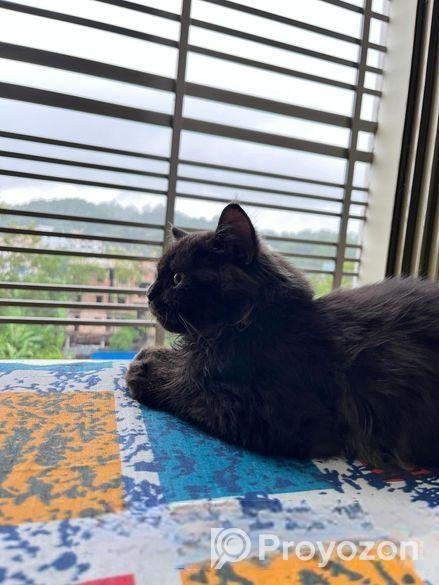 Traditional Persian Adult Male Cat