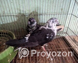 fitted-53_2025-10-28_11-05-07