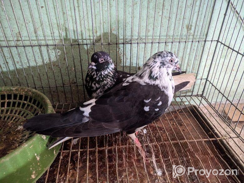 রানিং জোরা কবুতর