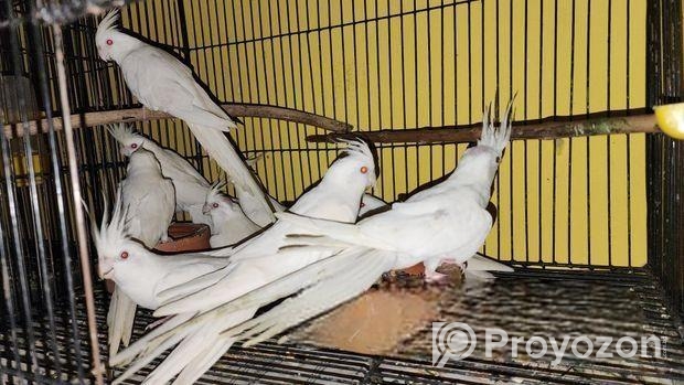 এলবিনো ককটাইল পাখি (ব্রিডিং পেয়ার)