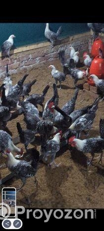 মিশরিও ফাওমি মুরগি