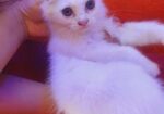 Persian Cat (male & Female)