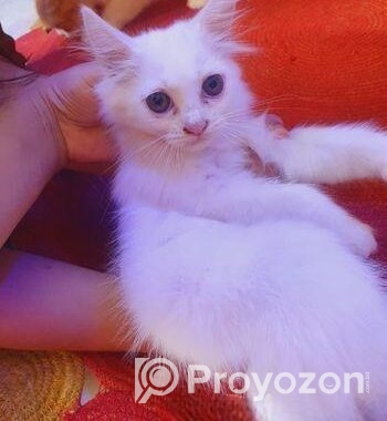 Persian Cat (male & Female)