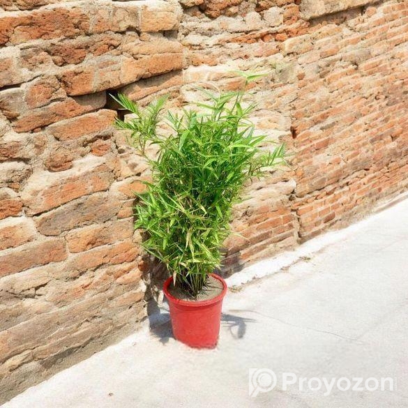 চায়না বাঁশ