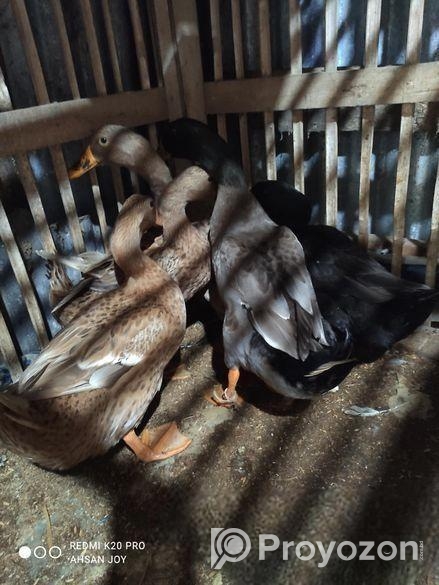 দেশি হাঁস বিক্রি করা হবে।