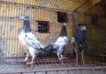 ৩ পিস টেডি বেবি