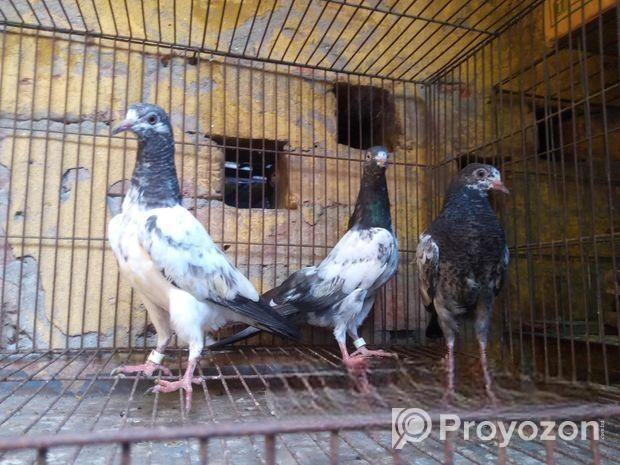 ৩ পিস টেডি বেবি