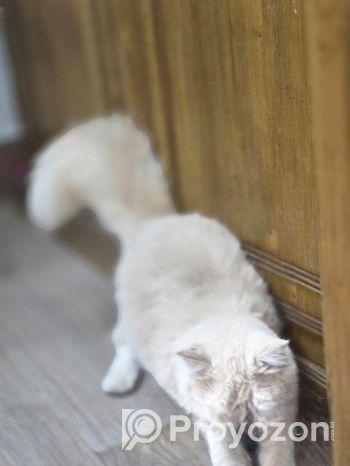 Pure Persian Dol Face