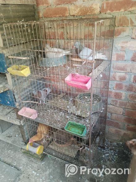 কবুতরের খাচা