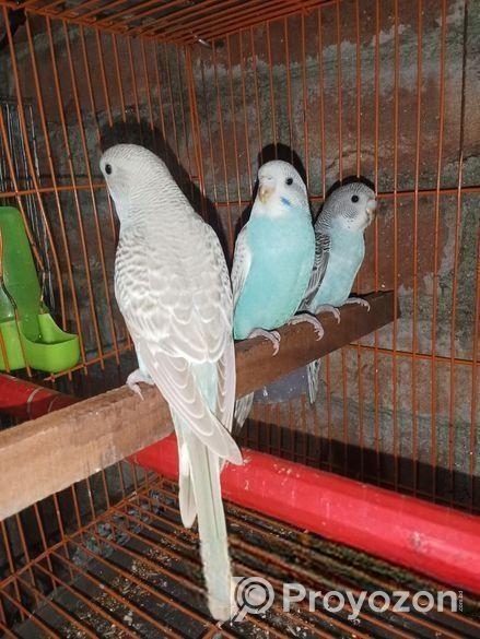 বাঝারিগার পাখি