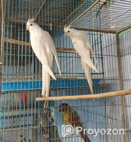 এলভিনো ককাটেইল