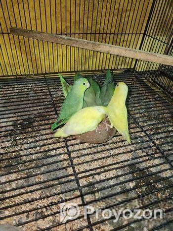 এলবিনো ককটাইল পাখি (ব্রিডিং পেয়ার)