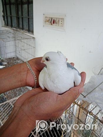 একটি ব্লু ঝাটিং মাদি বিক্রি হবে