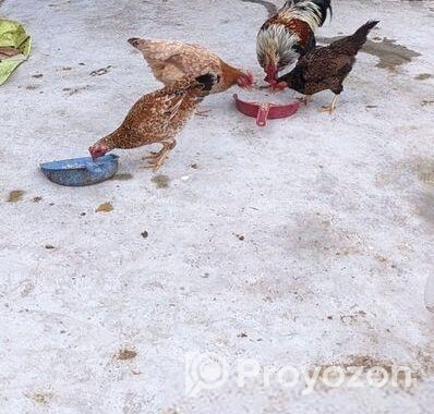 ডিম পাড়া দেশি মুরগি বিক্রি হবে
