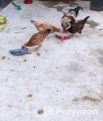 ডিম পাড়া দেশি মুরগি বিক্রি হবে