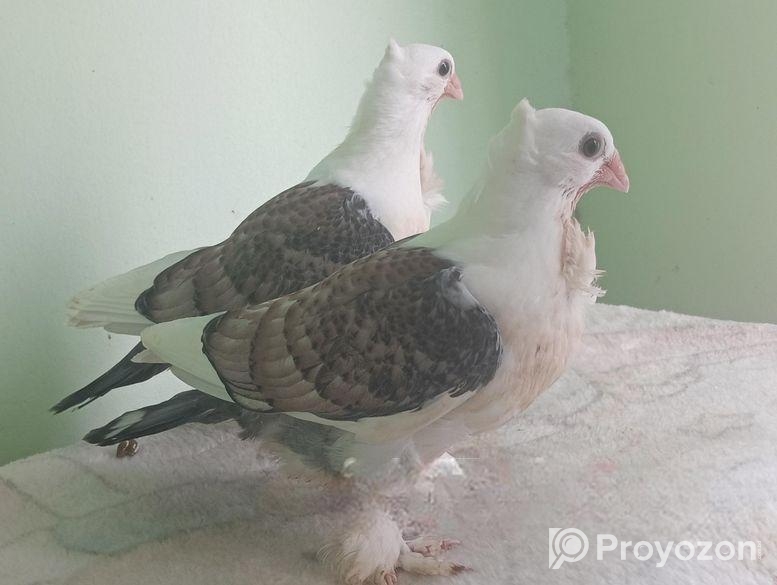 ঝর্না সার্টিন বাচ্চা