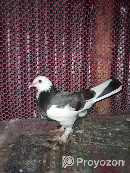 এক জোড়া বাচ্চা