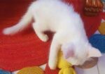 Persian Cat (male & Female)